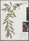 Foto von Salix triandra L.
